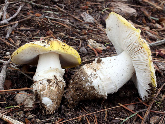 Amanita aprica - Mushroom Species Images